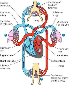 Gambar 2.1 Sirkulasi Jantung-Paru-Pembuluh Darah 