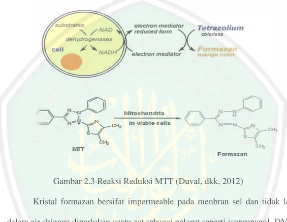 Gambar 2.3 Reaksi Reduksi MTT (Duval, dkk, 2012) 