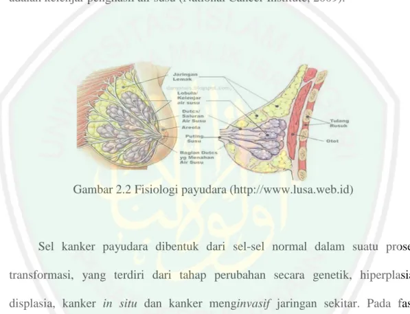 Gambar 2.2 Fisiologi payudara (http://www.lusa.web.id) 