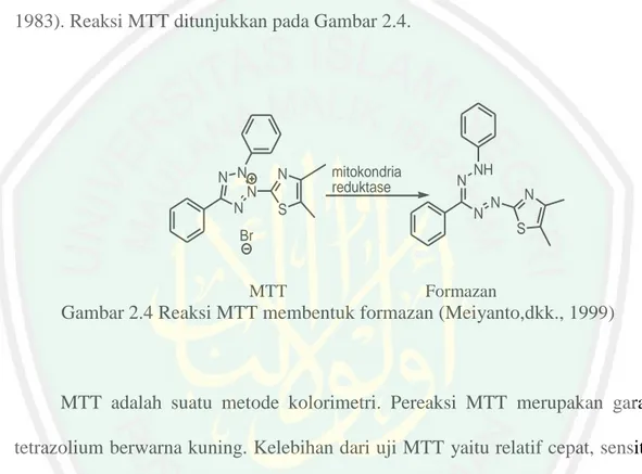 Gambar 2.4 Reaksi MTT membentuk formazan (Meiyanto,dkk., 1999) 
