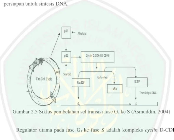 Gambar 2.5 Siklus pembelahan sel transisi fase G 1  ke S (Asmuddin, 2004) 