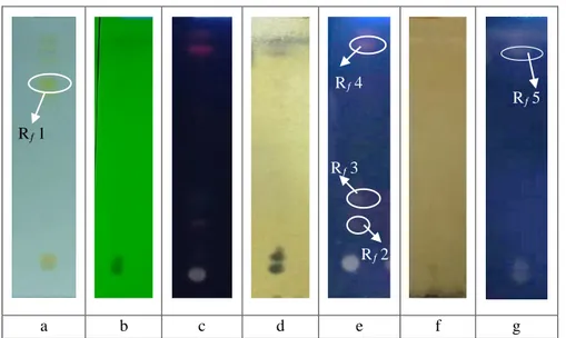 Gambar 2. Profil KLT ekstrak etanol Spirulina platensis dengan fase gerak etil asetat : n-heksana  (7:3), fase diam silica gel GF 254  dengan jarak elusi 8 cm, sebelum diberi pereaksi semprot pada sinar 