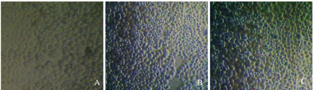 Gambar 1. Morfologi sel WiDr:  kontrol sel WiDr (a), sel WiDr yang telah diberi perlakuan ekstrak  etanol Spirulina platensis konsentrasi 500 µg/mL (b), dan sel WiDr yang telah diberi perlakuan 
