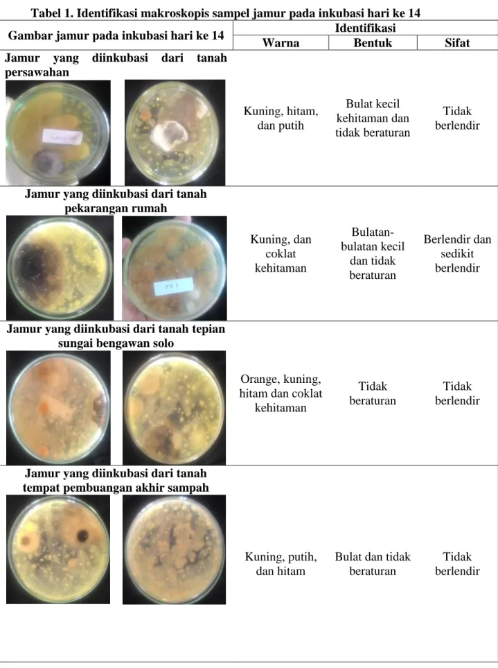 Tabel 1. Identifikasi makroskopis sampel jamur pada inkubasi hari ke 14  Gambar jamur pada inkubasi hari ke 14  Identifikasi 