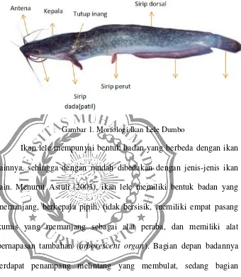 Gambar 1. Morfologi Ikan Lele Dumbo
