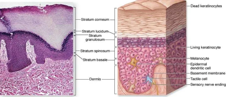 Gambar 2.1. Histologi kulit 