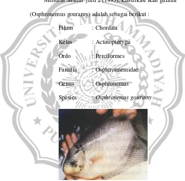 Gambar 2.1 Ikan Gurami (Osphronemus gouramy)