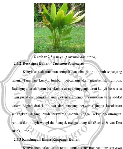 Gambar 2.3 Kunyit (Curcuma domestica)