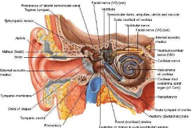 Gambar 2.1. Anatomi Telinga 