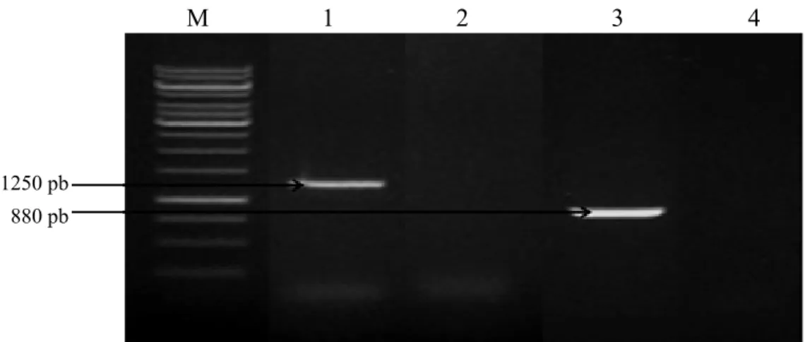 Gambar 2  Fragmen DNA fitoplasma hasil nested-PCR menggunakan primer R16F2n/R16R2  untuk  lajur  1  dan  2,  dan  primer  fU3/rU5  untuk  lajur  3  dan  4