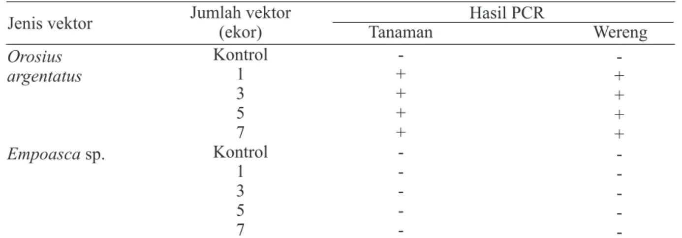 Tabel 2  Hasil deteksi fitoplasma pada contoh wereng dan tanaman uji dengan teknik PCR Jenis vektor Jumlah vektor 