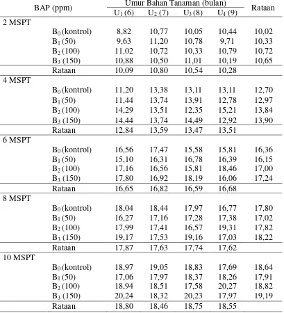 Tabel 2. Tinggi bibit bud chips tebu 2 – 10 MSPT pada berbagai umur bahan tanaman dengan pemberian BAP  