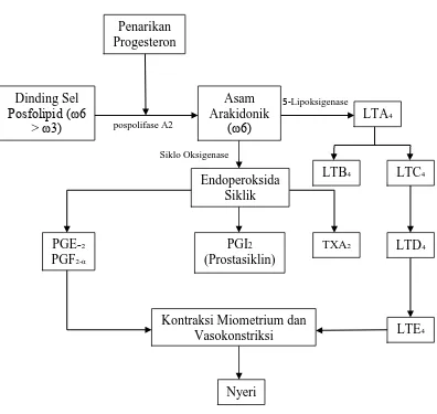 Gambar 2.3 Patofisiologi dismenore primer, LT = Leukotrien; PG = Prostaglandin; TX = Tromboksane (Harel, 2002) 