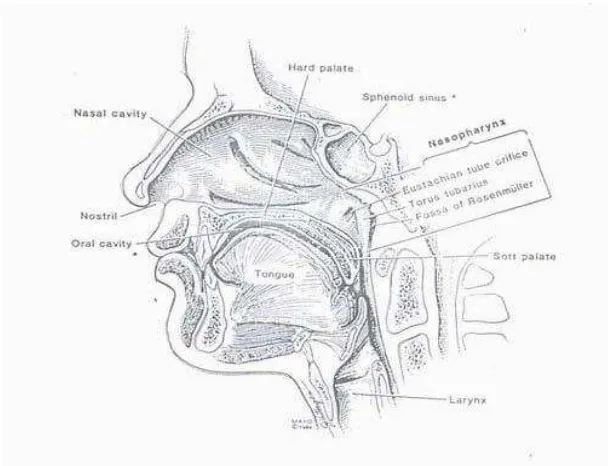 Gambar 2.1. Anatomi Nasofaring (WHO, 2008) 