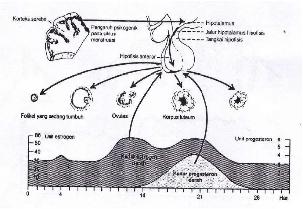 Gambar 2.4 siklus menstruasi (Sumber: Benson dan Pernoll, 2008)  