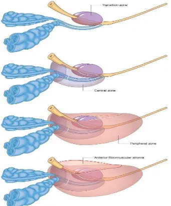 Gambar 2.2. Anatomi zona-zona prostat (Standring, et al, 2005) 