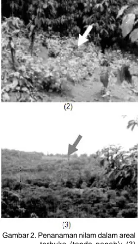Gambar 2. Penanaman nilam dalam areal terbuka (tanda panah); (3) Penanaman nilam dalam naungan/tanaman sela.