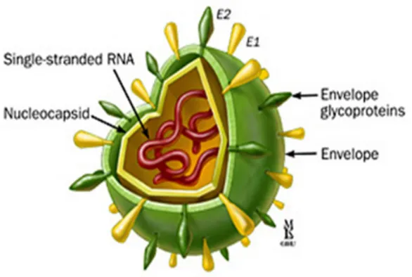 Gambar 1. Struktur Virion HCV. 3 Stuktur genom HCV terdiri atas satu  ORF (open reading frame) yang memberi  kode pada polipeptida komponen struktural,  yang terdiri atas nukleokapsid (inti C), protein  selubung atau envelope (E1 dan E2), serta  bagian non