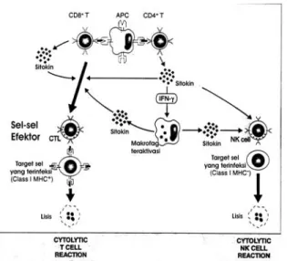 Gambar 1. Reaksi immune  T-Cell mediated  24 . 