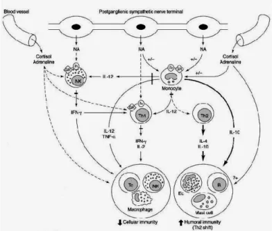 Gambar 6. Mekanisme yang terjadi pada stress dan sistem imun 9 Sel T CD4+ yang telah teraktifasi  akan berdiferensiasi tergantung tipe stimulan  terutama adalah sitokin yang dihasilkan pada saat pengenalan antigen