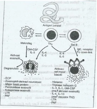 Gambar 2.3 Respon imun cacing 