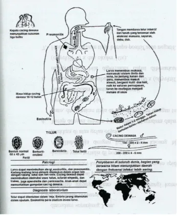 Gambar 2.2  