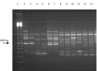 Gambar 3.   Hasil RAPD-PCR menggunakan primer P5 :  (1) penanda DNA; (2) dan (3) B. tabaci biotipe B; (4)  dan (5) B