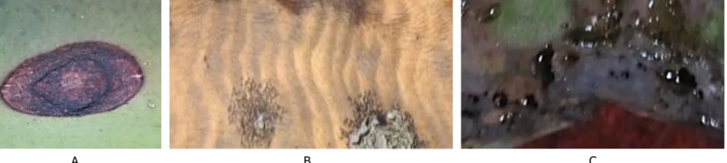 Gambar 3. Gejala bercak daun zebra pada daun sisal. A. Gejala awal; B. Gejala Zebra; dan C