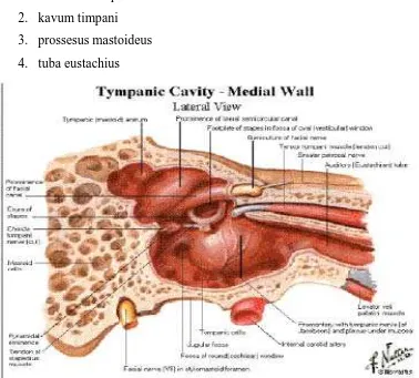 Gambar 2.1 Anatomi Telinga Tengah Gambar ini dikutip dari Netter tahun 2007. 