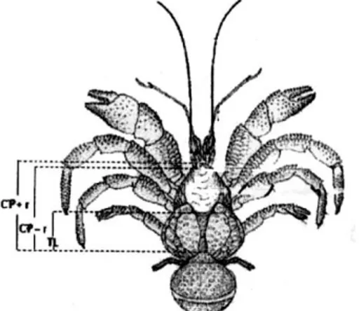 Gambar 2.  Bagian tubuh yang diukur pada kepiting kelapa. CP + r = panjang kerapas + rostrum;  