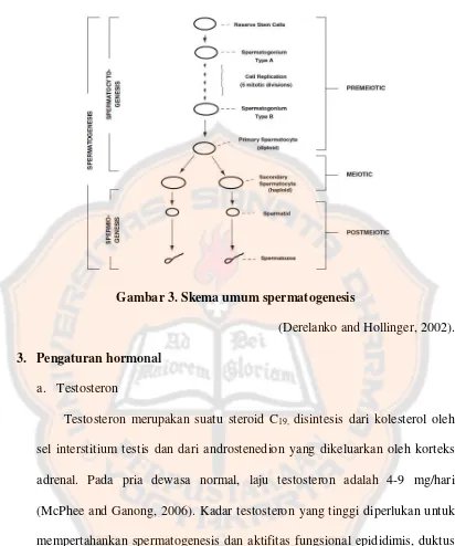Gambar 3. Skema umum spermatogenesis 