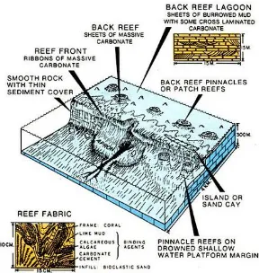 Gambar 2.5 Ilustrasi Lingkungan pengendapan dari karbonat berbentuk reefs (sumber: sepm.or) 