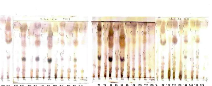 Gambar 3. Kromatogram KLT senyawa kimia hasil bioproduksi kapang endofit Taxus sumatrana («-heksan- («-heksan-etilasetat = 2:1) K e t e r a n g a n : L e m p e n g : silika gel F 2 5 4 P e n y e m p r o t :  S e r i u m sulfat  1 0 % E l u e n : A