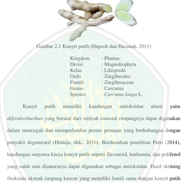 Gambar 2.1 Kunyit putih (Hapsoh dan Hasanah, 2011)  Kingdom  : Plantae  Divisi    : Magnoliophyta  Kelas    : Liliopsida  Ordo    : Zingiberales  Famili    : Zingiberaceae  Genus    : Curcuma 