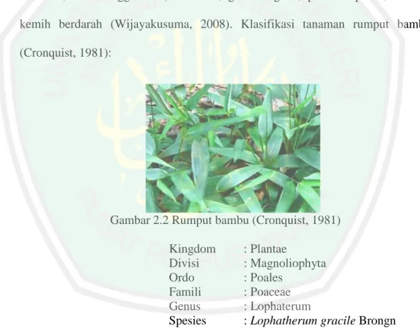 Gambar 2.2 Rumput bambu (Cronquist, 1981)  Kingdom  : Plantae 