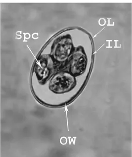 Gambar  2.4  Morfologi  ookista  Eimeria  sp.  yang  sudah  bersporulasi  dengan  perbesaran 1600x