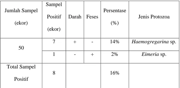 Tabel 4.1 Hasil Pemeriksaan Protozoa pada Biawak Air. 