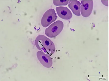 Gambar  4.2  Hasil  pengukuran  Haemogregarina  sp.  pada  pemeriksaan  mikroskopis dengan perbesaran 1000x