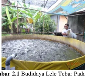 Gambar 2.1  Budidaya Lele Tebar Padat 
