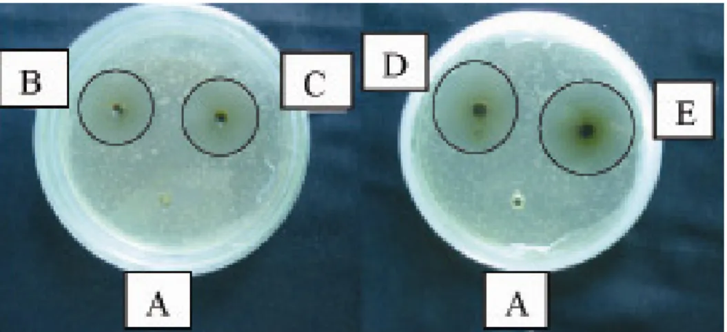 Gambar 1. Hasil dokumentasi penghambatan pertumbuhan bakteri S. flexneri strain BW 1201 dengan ekstrak daun  binahong ditunjukkan dengan terbentuknya zona bening di sekitar sumuran