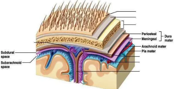 Gambar 2.1. Anatomi Lapisan Selaput Otak 