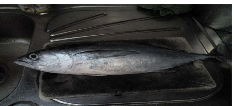 Gambar 1. Ikan Tongkol (Euthynnus sp) 