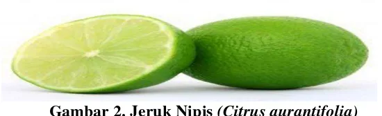 Gambar 2. Jeruk Nipis (Citrus aurantifolia) 