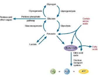 Gambar 2.3 Metabolisme karbohidrat 