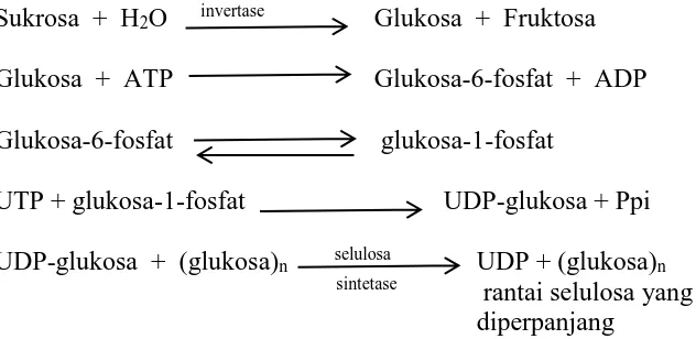 Gambar 1. Biosintesa selulosa dari glukosa (Lehninger, 1994). 