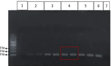 Gambar 7. Hasil optimasi konsentrasi MgCl 2