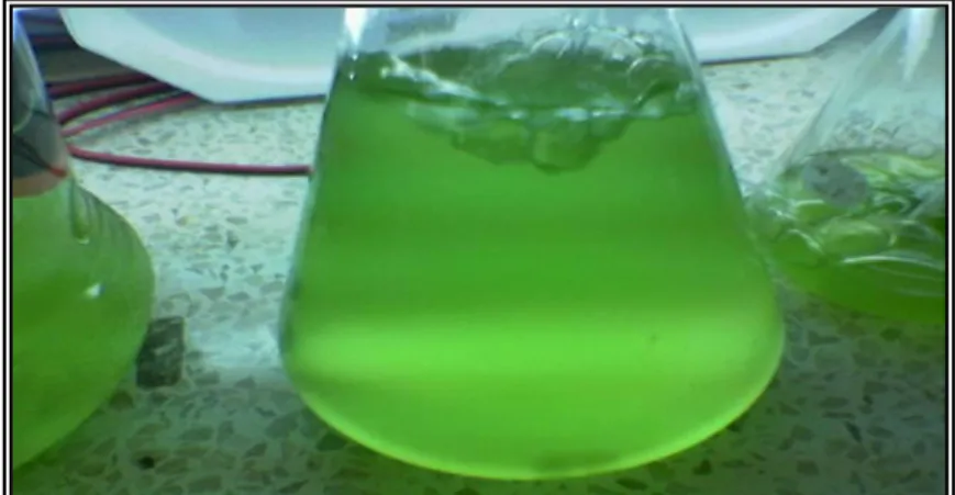 Gambar 1.  Kultur Chlorella sp. 