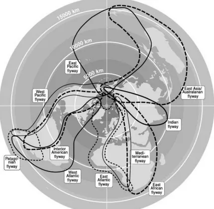 Gambar 2. Pola umum sembilan jalur terbang burung camar di dunia dari kutub utara ke Samudra Antartika searah garis lintang  kemudian menuju Selatan dan satu jalur terbang yang berbeda yaitu dari Amerika Selatan menuju ke arah Utara (jalur  terbang Patagon