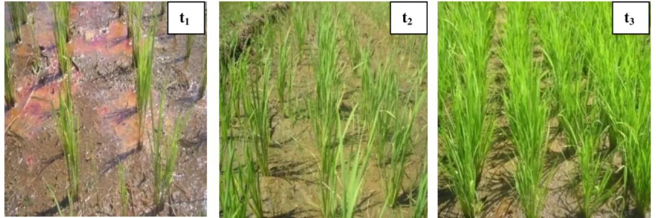 Gambar 1.  Kenampakan permukaan air penelitian lapangan pada umur tanaman 35 hari setelah tanam pada tanah  Ultisol, Morowali, 2011 