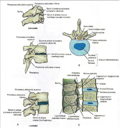 Gambar 2.3. A: Sendi-sendi di regio servikalis, torakalis, dan lumbalis kolumna 
